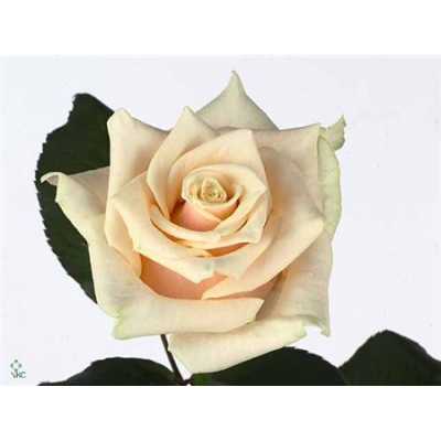 Rosa Gr Talea