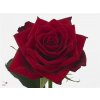 Rosa Gr Testarossa