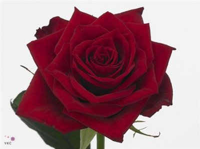 Rosa Gr Testarossa