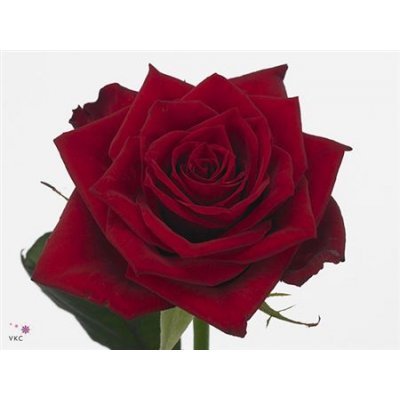 Rosa Gr Testarossa