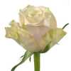 Rosa Gr Top Fair!