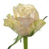 Rosa Gr Top Fair!