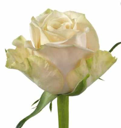 Rosa Gr Top Fair!