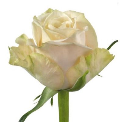 Rosa Gr Top Fair!