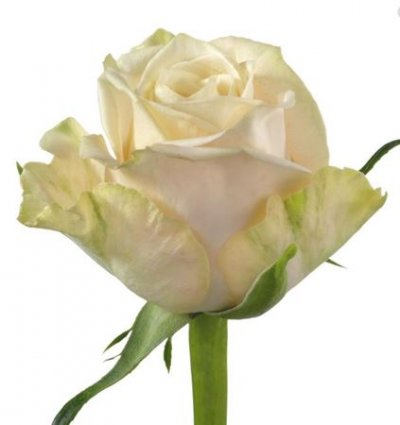 Rosa Gr Top Fair!