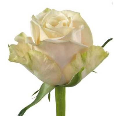 Rosa Gr Top Fair!