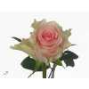 Rosa Gr Top-gear
