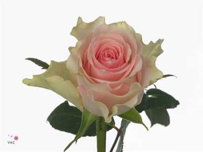 Rosa Gr Top-gear