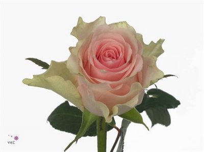 Rosa Gr Top-gear