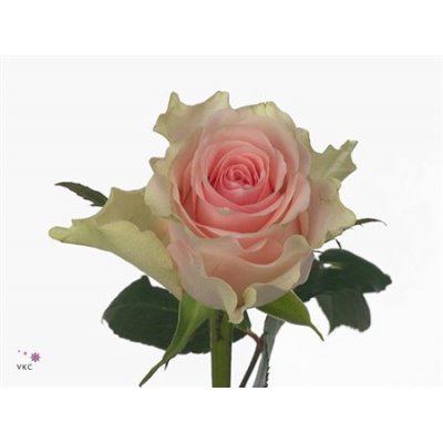 Rosa Gr Top-gear