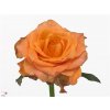 Rosa Gr Twilight