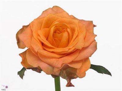 Rosa Gr Twilight