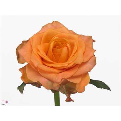 Rosa Gr Twilight