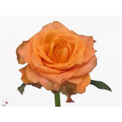 Rosa Gr Twilight