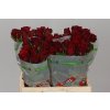 Rosa Gr Upper Class Tima