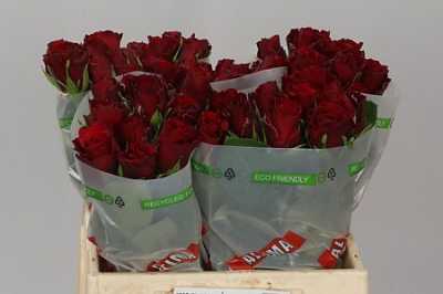 Rosa Gr Upper Class Tima