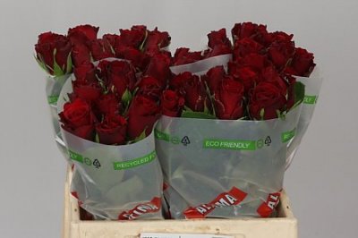 Rosa Gr Upper Class Tima