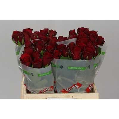 Rosa Gr Upper Class Tima