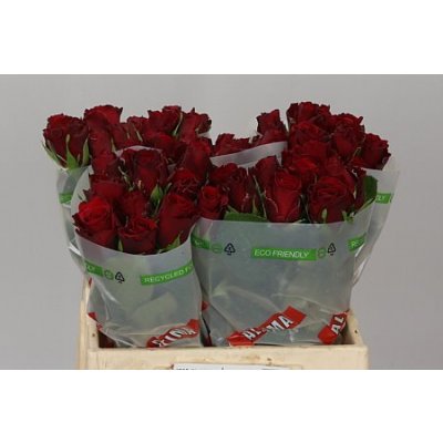 Rosa Gr Upper Class Tima