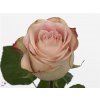 Rosa Gr Upper Secret