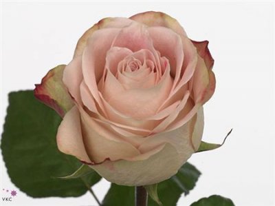 Rosa Gr Upper Secret