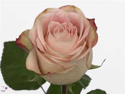 Rosa Gr Upper Secret