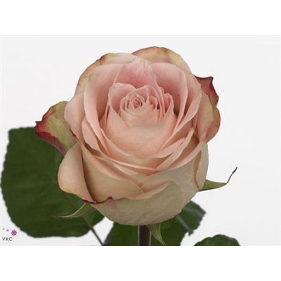 Rosa Gr Upper Secret