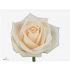 Rosa Gr Vendela