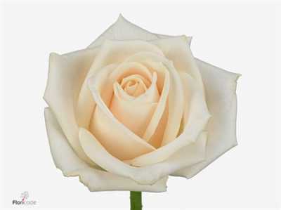 Rosa Gr Vendela