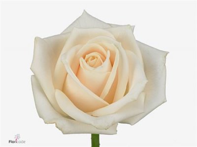 Rosa Gr Vendela