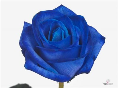 Rosa Gr Vendela Blue