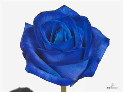 Rosa Gr Vendela Blue