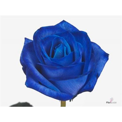 Rosa Gr Vendela Blue