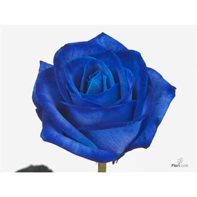 Rosa Gr Vendela Blue