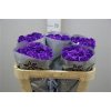 Rosa Gr Vendela Paint Milka/purple