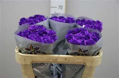 Rosa Gr Vendela Paint Milka/purple