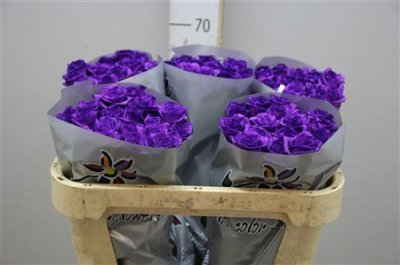 Rosa Gr Vendela Paint Milka/purple