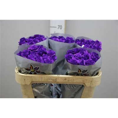 Rosa Gr Vendela Paint Milka/purple