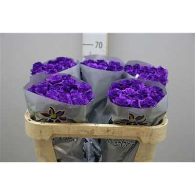Rosa Gr Vendela Paint Milka/purple