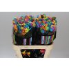 Rosa Gr Vendela Rainbow