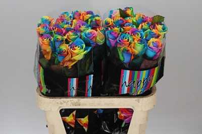 Rosa Gr Vendela Rainbow