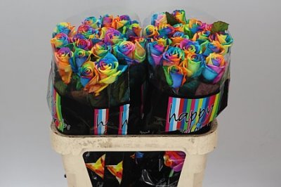 Rosa Gr Vendela Rainbow