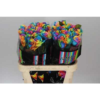 Rosa Gr Vendela Rainbow