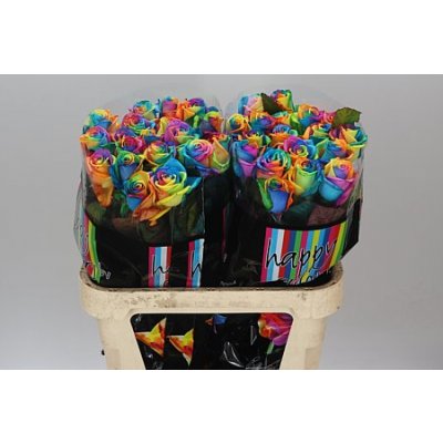 Rosa Gr Vendela Rainbow