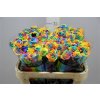 Rosa Gr Vendela Rainbow