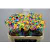 Rosa Gr Vendela Rainbow