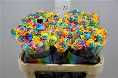 Rosa Gr Vendela Rainbow