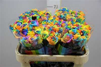 Rosa Gr Vendela Rainbow