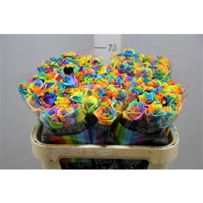 Rosa Gr Vendela Rainbow