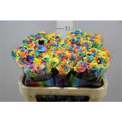 Rosa Gr Vendela Rainbow
